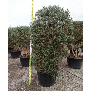 Acca sellowiana (feijoa ou goyave ananas) exemplaire 175/200cm 180L