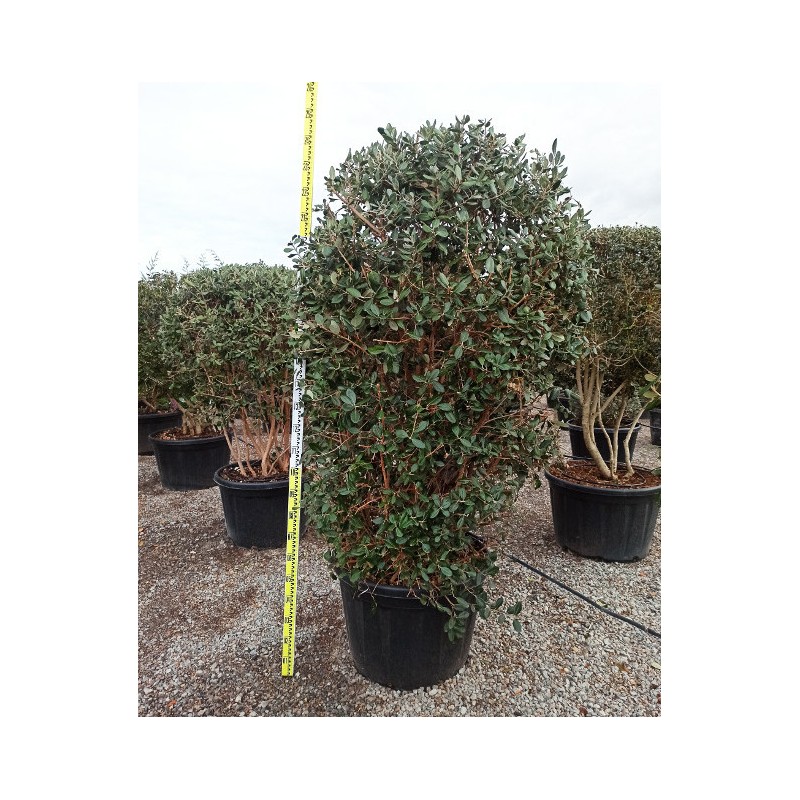 Acca sellowiana (ananas feijoa ou goyave) exemplaire 175/200cm 180L