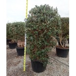 Acca sellowiana (feijoa ou goyave ananas) exemplaire 175/200cm 180L