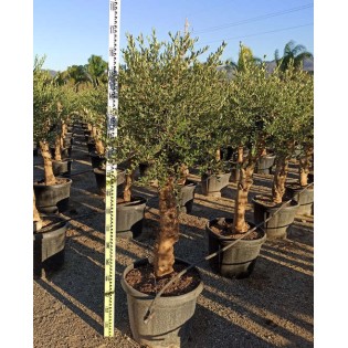 Olea europaea (Oliviers) gros sujets