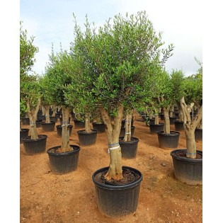 Olea europaea (Oliviers) gros sujets
