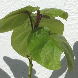 Cyphomandra betacea (Tomates en arbre ou tamarillo))