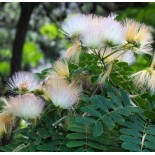 Albizia kalkora (Arbre à soie persane)