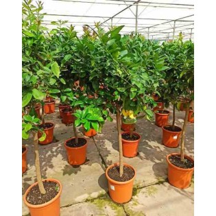 Agrumes limon citronnier
