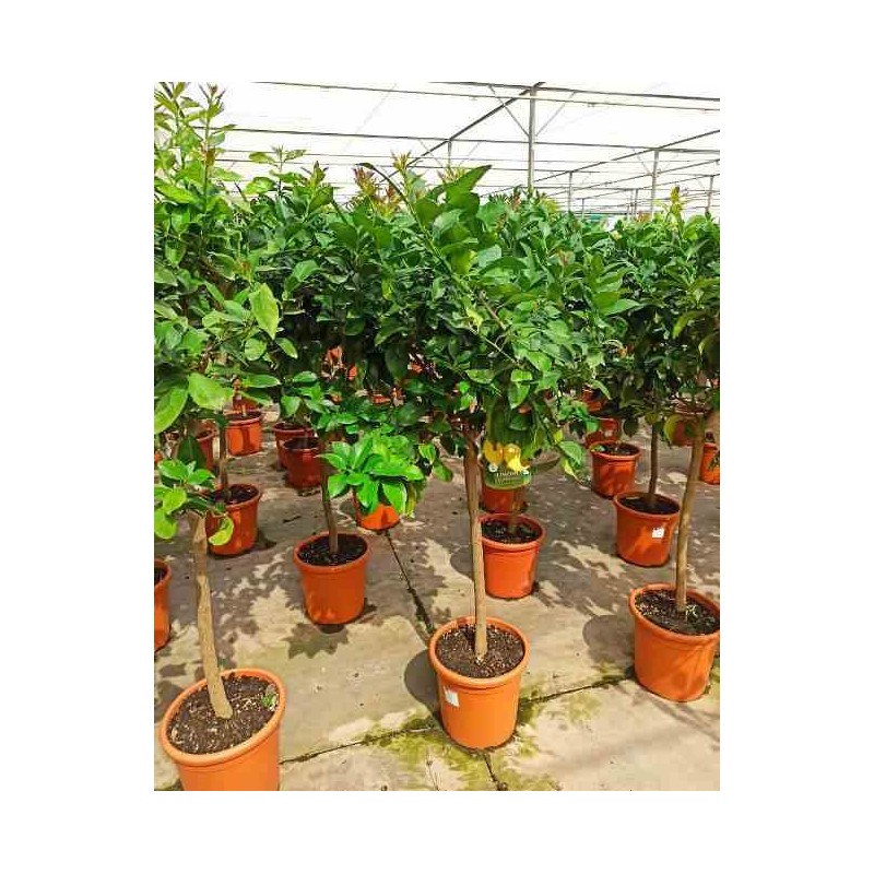 Agrumes limon citronnier