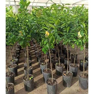 Agrumes limon citronnier