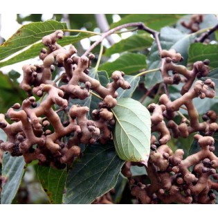 Hovenia dulcis (Raisinier de Chine)