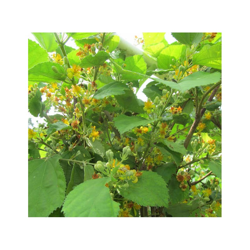 Hovenia dulcis (Raisinier de Chine)