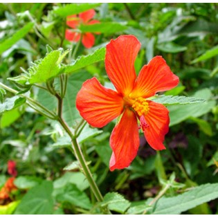 Pavonia miskii (mini Hibiscus)