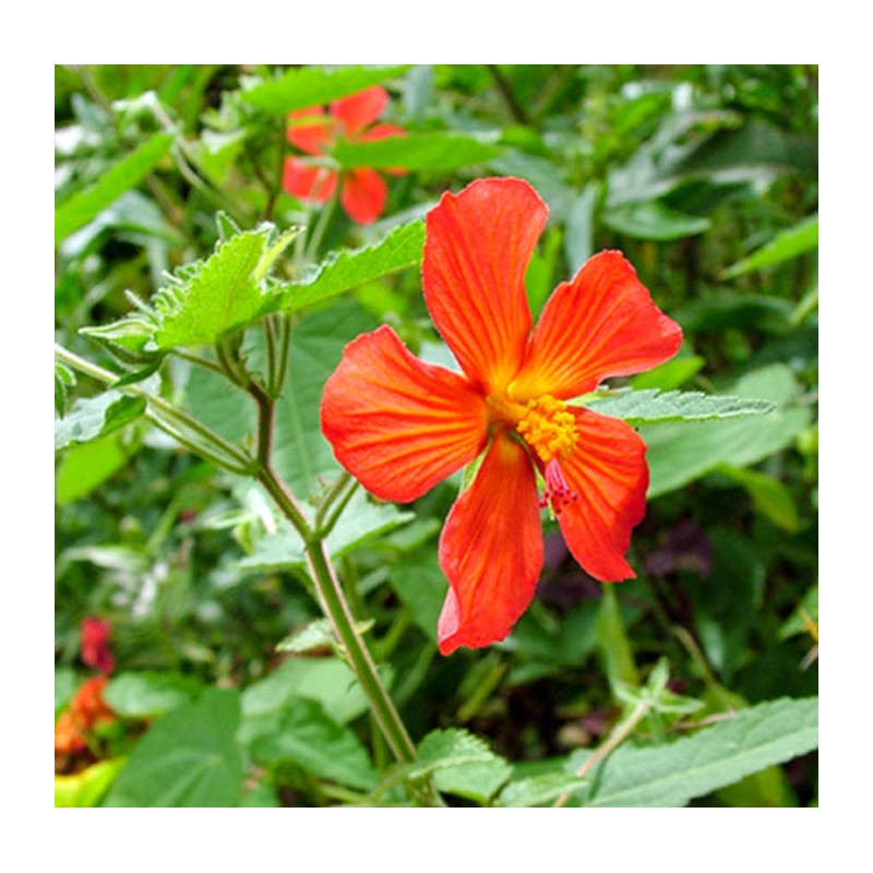 Pavonia miskii (mini Hibiscus)