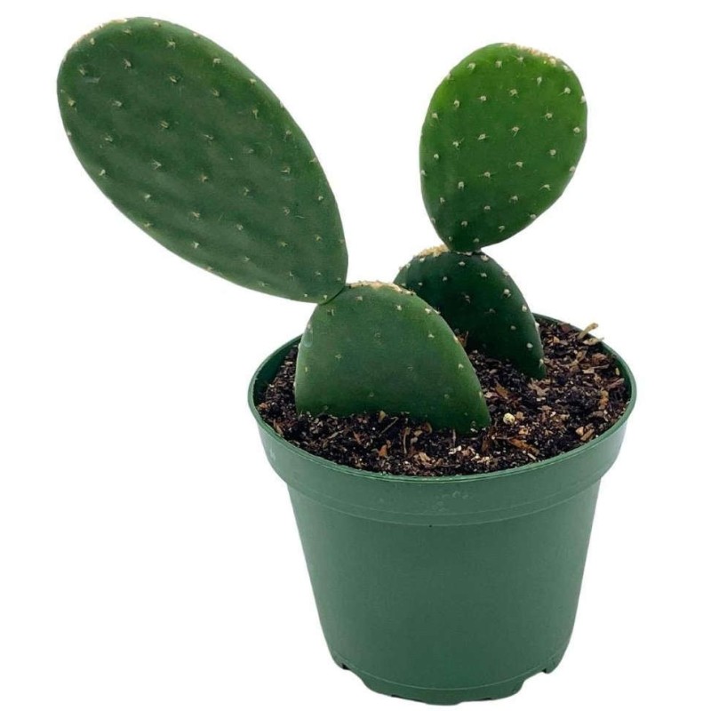 Opuntia ficus indica (Figuier de Barbarie)