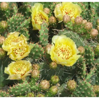 Opuntia humifusa (Figuier de Barbarie)