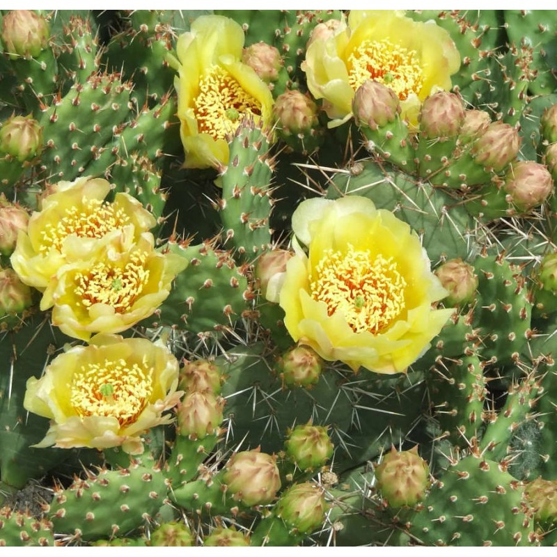 Opuntia humifusa (Figuier de Barbarie)