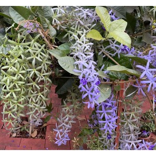 Petrea volubilis (pétré volubile)