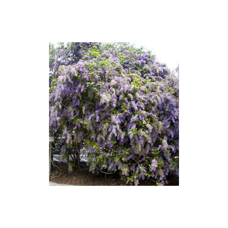 Petrea volubilis (pétré volubile)