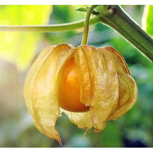 Physalis peruviana (Coqueret du Pérou, groseille du Cap)