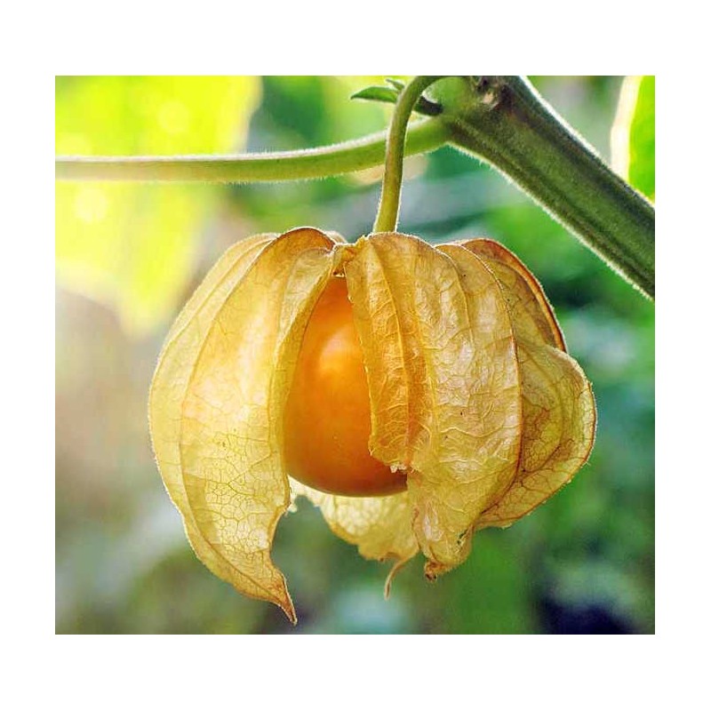 Physalis peruviana (Coqueret du Pérou, groseille du Cap)