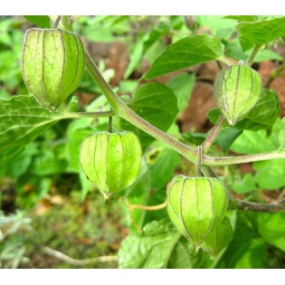 Physalis peruviana (Coqueret du Pérou, groseille du Cap)
