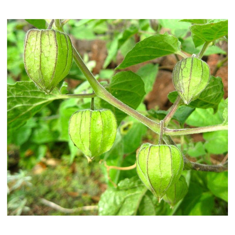 Physalis peruviana (Coqueret du Pérou, groseille du Cap)