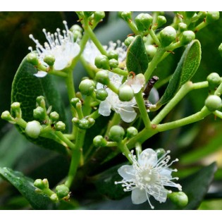 Pimenta racemosa (Bois d'Inde)