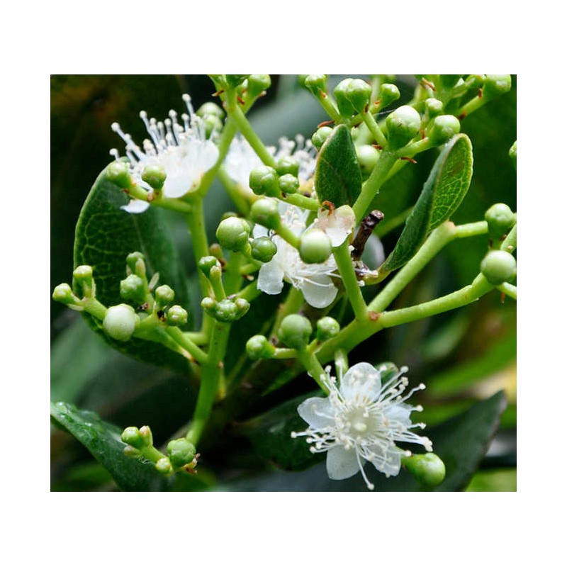 Pimenta racemosa (Bois d'Inde)