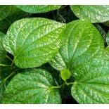 Piper sarmentosum (Poivre Betel sauvage)