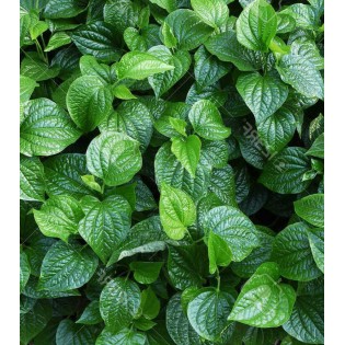 Piper sarmentosum (Poivre Betel sauvage)