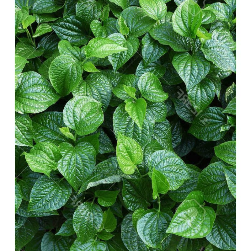 Piper sarmentosum (Poivre Betel sauvage)
