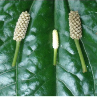 Piper sarmentosum (Poivre Betel sauvage)