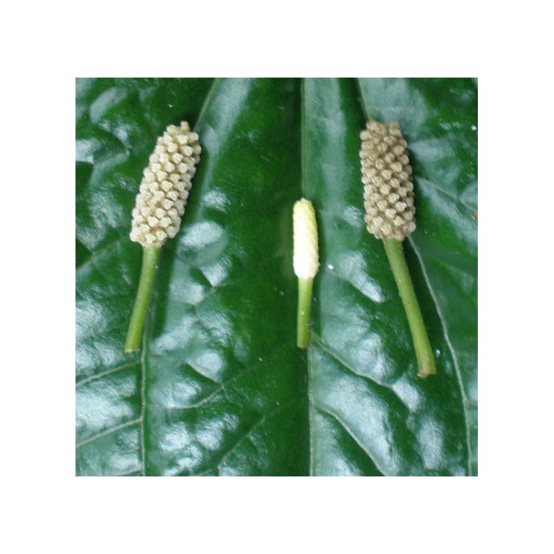 Piper sarmentosum (Poivre Betel sauvage)