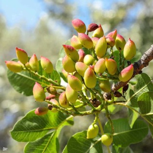 Pistache vera (Pistache)