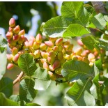 Pistachia vera (Pistachier)