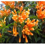 Pyrostegia venusta (Liane de feu, liane aurore)