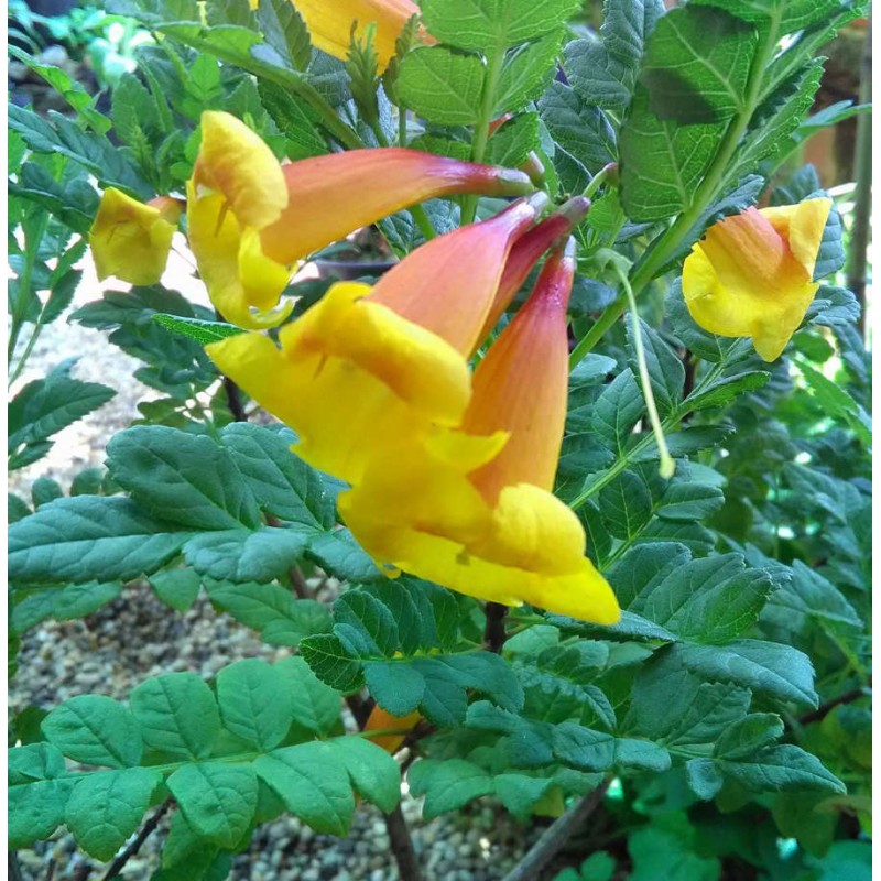 Tecomaria 'Tropical Twist' (Chèvrefeuille du Cap )