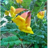 Tecomaria 'Tropical Twist' (Chèvrefeuille du Cap )
