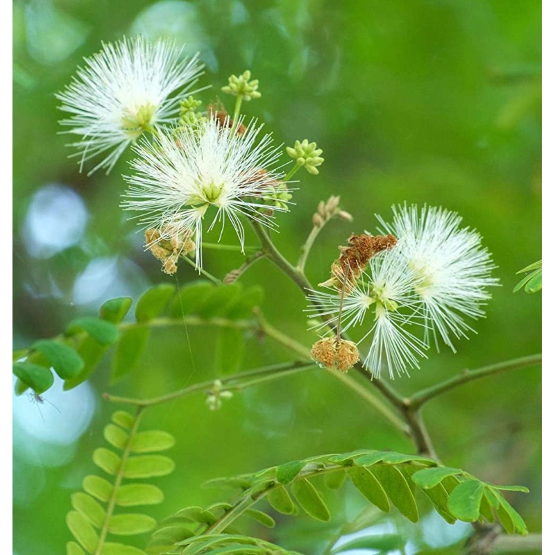 Albizia lebbeck (Bois Noir, Bois noir Cha-Cha, Bois noir des Bas, Acacia lebbeck)