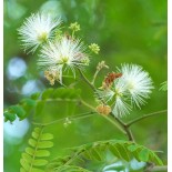 Albizia lebbeck (Bois Noir, Bois noir Cha-Cha, Bois noir des Bas, Acacia lebbeck)