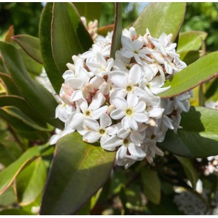 Acokanthera oblongifolia