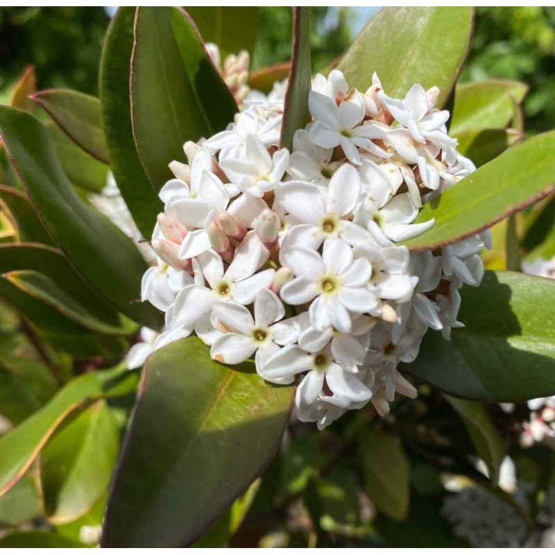 Acokanthera oblongifolia