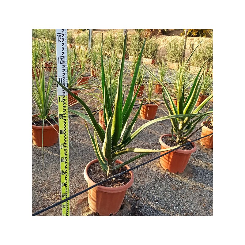 Aloe barberae (Aloe.bainesii)