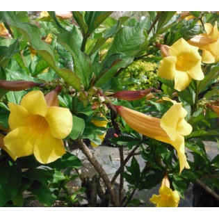 Allamanda cathartica (Allamande, Liane à lait, Trompette d'or)
