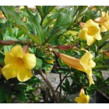 Allamanda cathartica (Allamande, Liane à lait, Trompette d'or)