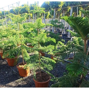 Araucaria hétérophylla (syn. A. excelsa) (Pin de Norfolk, Araucaria de Norfolk)