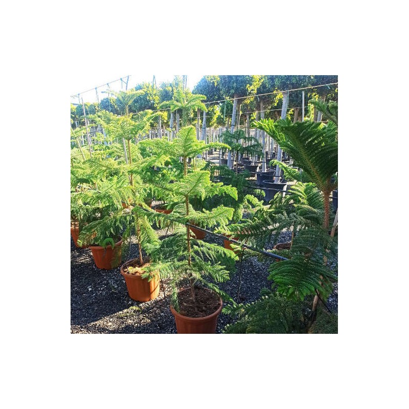 Araucaria hétérophylla (syn. A. excelsa) (Pin de Norfolk, Araucaria de Norfolk)