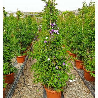 Brunfelsia pauciflora (Hier, aujourd'hui, demain - Brunfelsie)