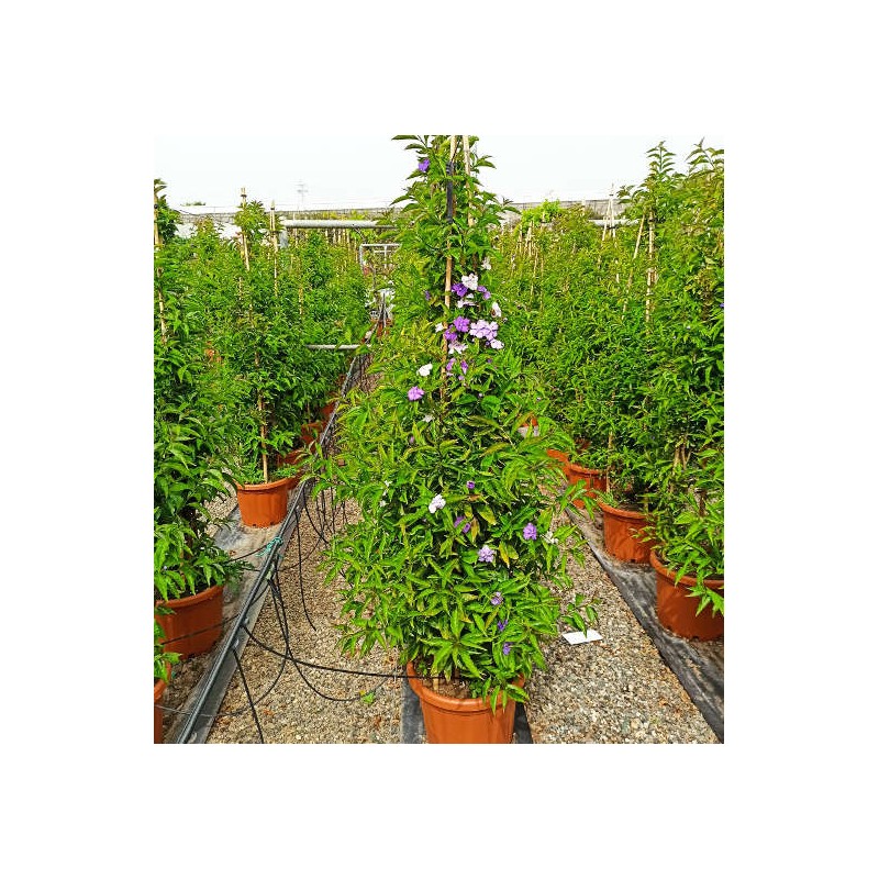 Brunfelsia pauciflora (Hier, aujourd'hui, demain - Brunfelsie)