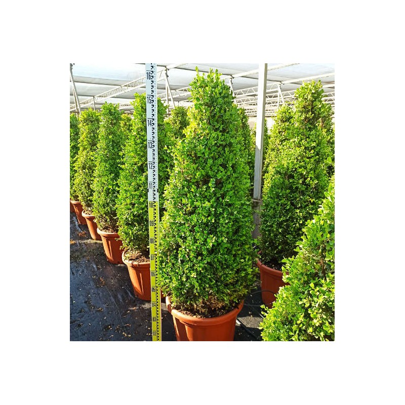 Buxus macrophylla 'Rotundifolia' (Buis commun 'Rotundifolia')