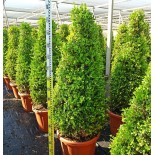 Buxus macrophylla 'Rotundifolia' (Buis commun 'Rotundifolia')