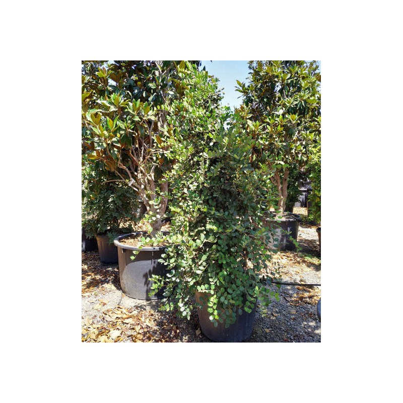 Ceratonia siliqua (caroubier) : Substitut au chocolat