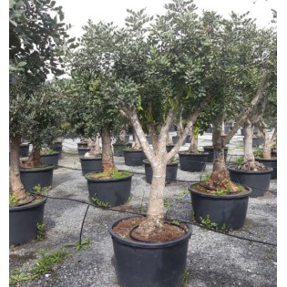 Ceratonia siliqua (caroubier) : Substitut au chocolat